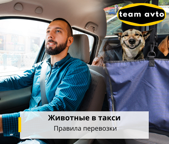 Животные в такси: Правила перевозки
