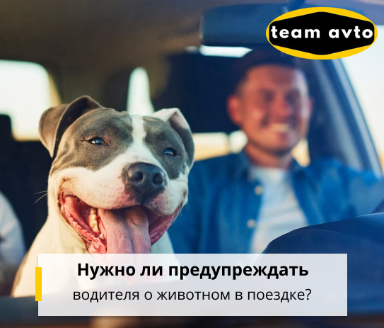 Нужно ли предупреждать водителя о домашнем животном в поездке?